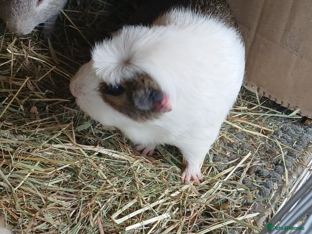 Guinea Pig rodents in Crook - Advert 10