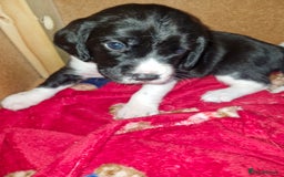 Bocker dogs for sale: Beautiful Bocker puppies - Advert 3