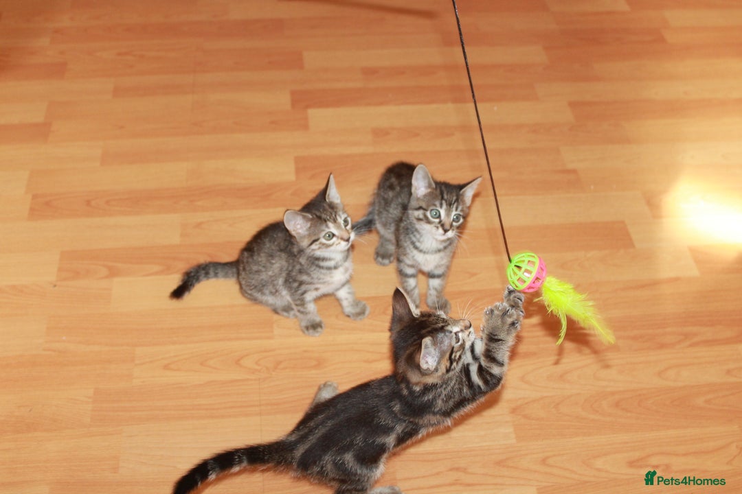 Bengal cats for sale: Adorable, affectionate, so cute kittens for sale!! - Image 14