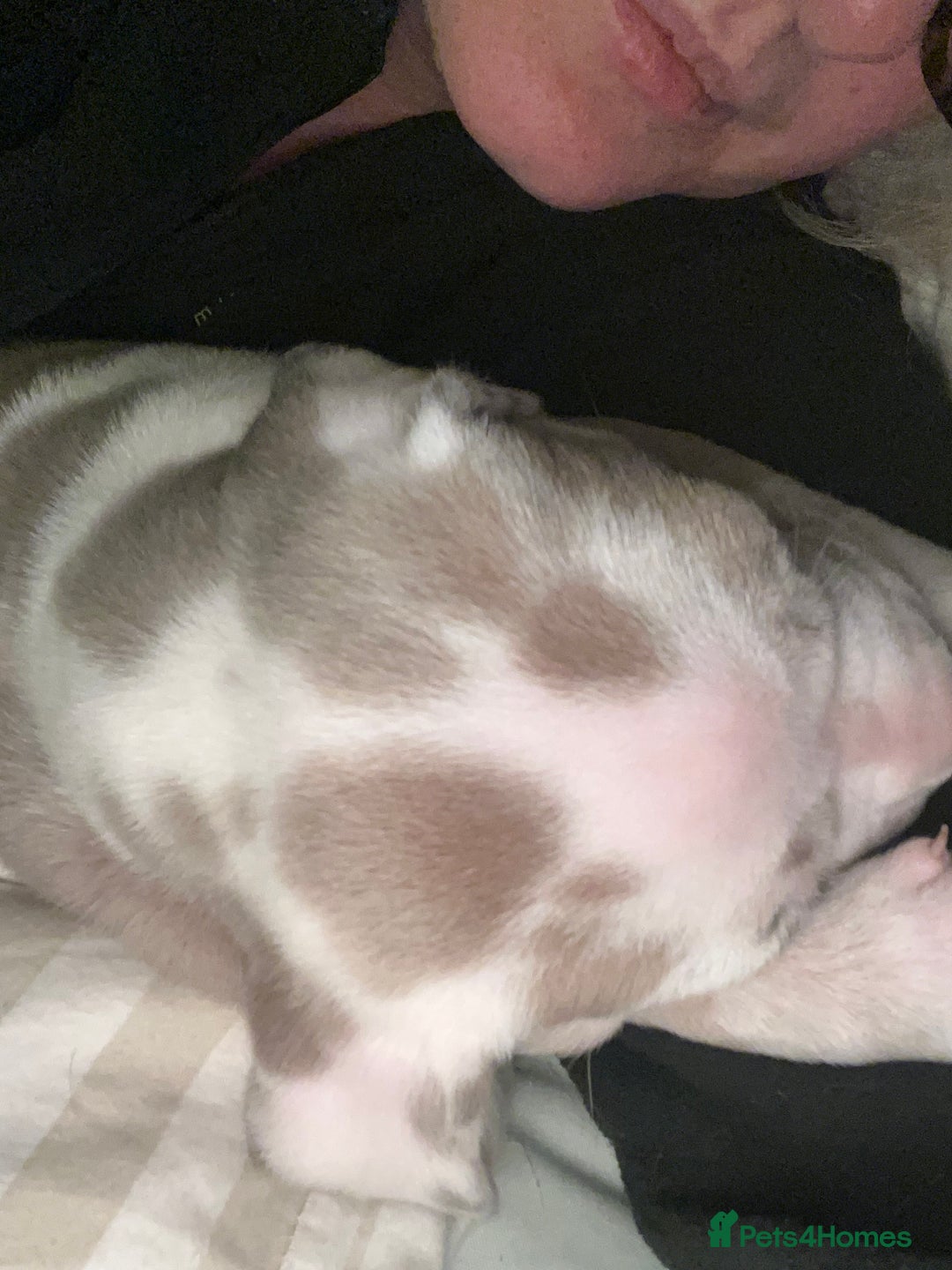 Mixed Breed dogs for sale: Beautiful sable (or blue) harlequin puppy  - Advert 8