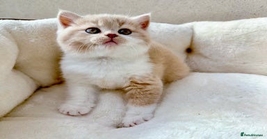 British Shorthair cats - Advert 13