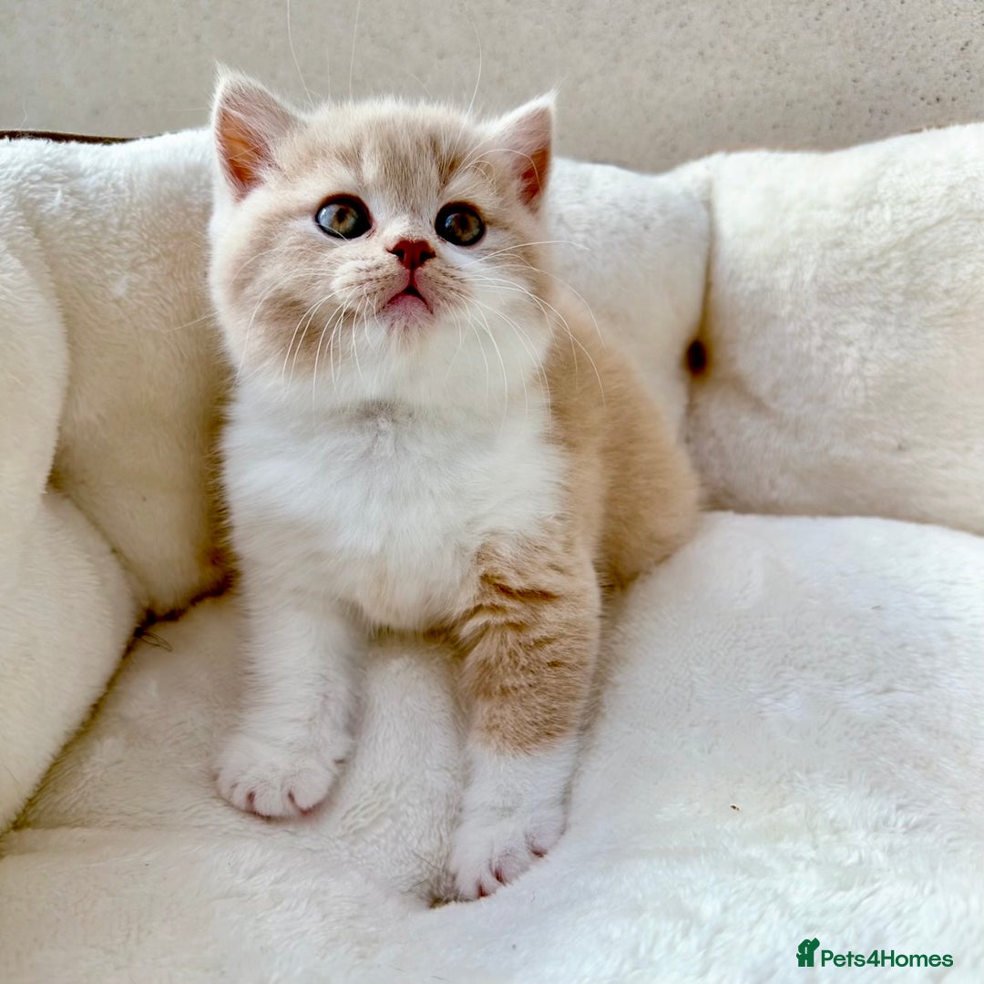 British Shorthair cats for sale: GCCF British Short Hair Kittens, Stunning Colors  - Image 6