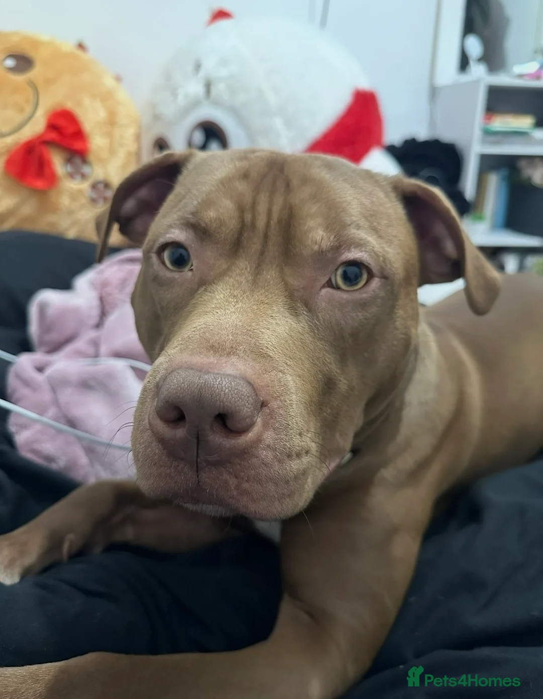 Mixed Breed dogs for sale: STAFFORDSHIRE X AMERICAN BULLY DOG 3YO URGENT - Advert 15