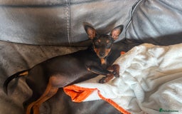 Miniature Pinscher dogs for sale: Pure 100% Miniature Pinscher-Licensed Breeder🐾❤️  - Image 4