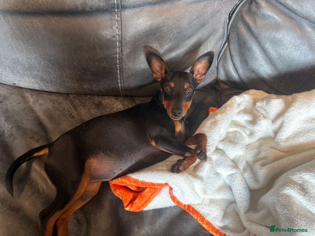 Miniature Pinscher dogs for sale: Pure 100% Miniature Pinscher-Licensed Breeder🐾❤️  - Image 4