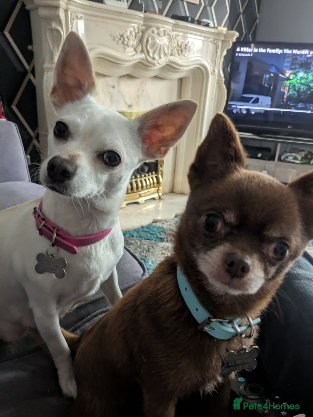 Chihuahua dogs for sale: Chihuahua boy merle - Advert 6