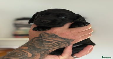 Cocker Spaniel dogs - Advert 15