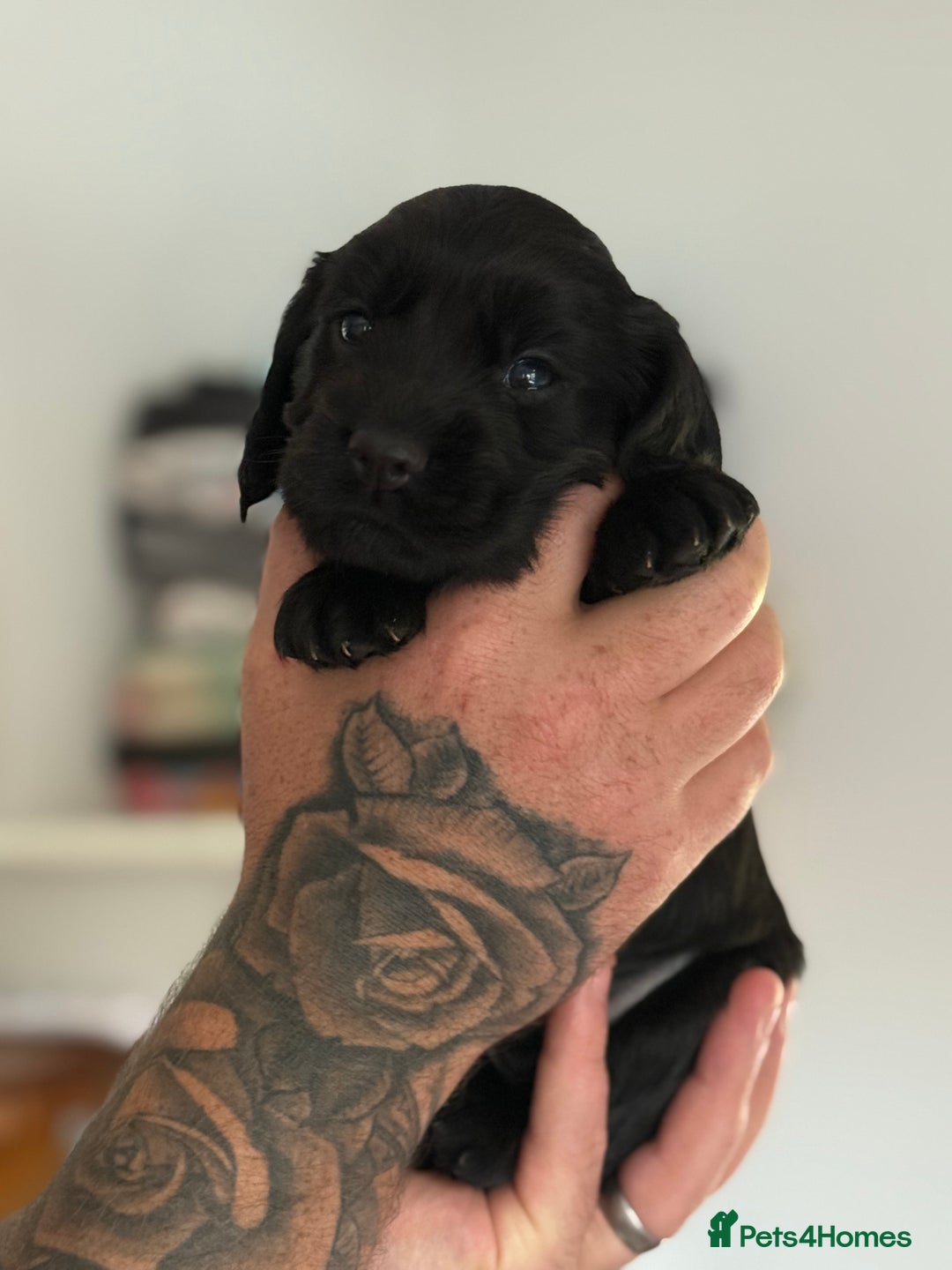 Cocker Spaniel dogs for sale: Kc reg, working bred cocker spaniels - Image 7