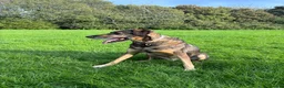 Mixed Breed dogs for sale: WILSON - Cyprus rescue for adoption - Advert 4