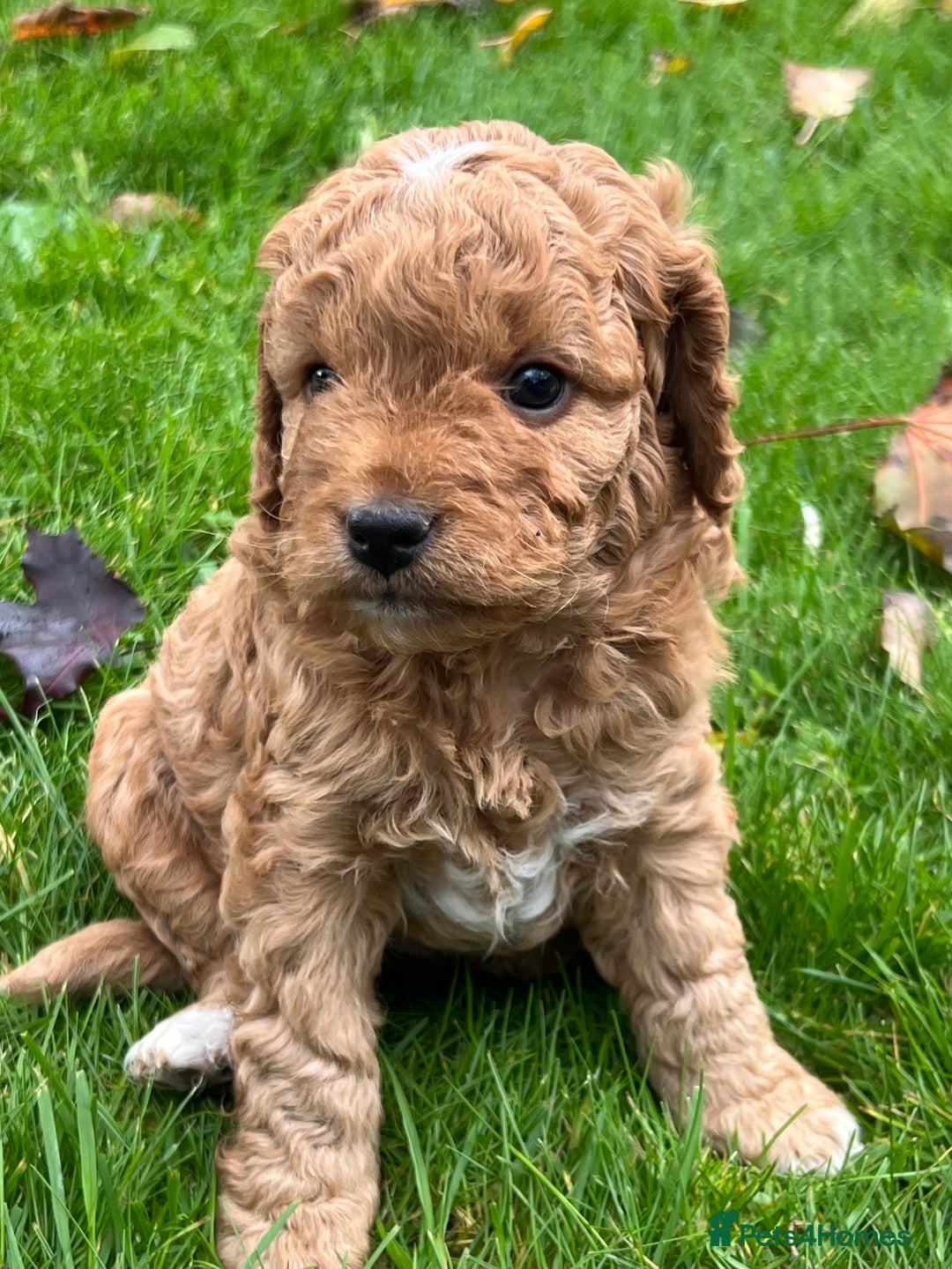Cockapoo dogs for sale: F1b Toy Cockapoos 5⭐️ Licensed Breeder DNA Clear - Image 15