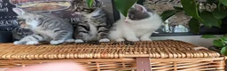 Mixed Breed cats for sale: 5 beautiful kittens for sale - Advert 15