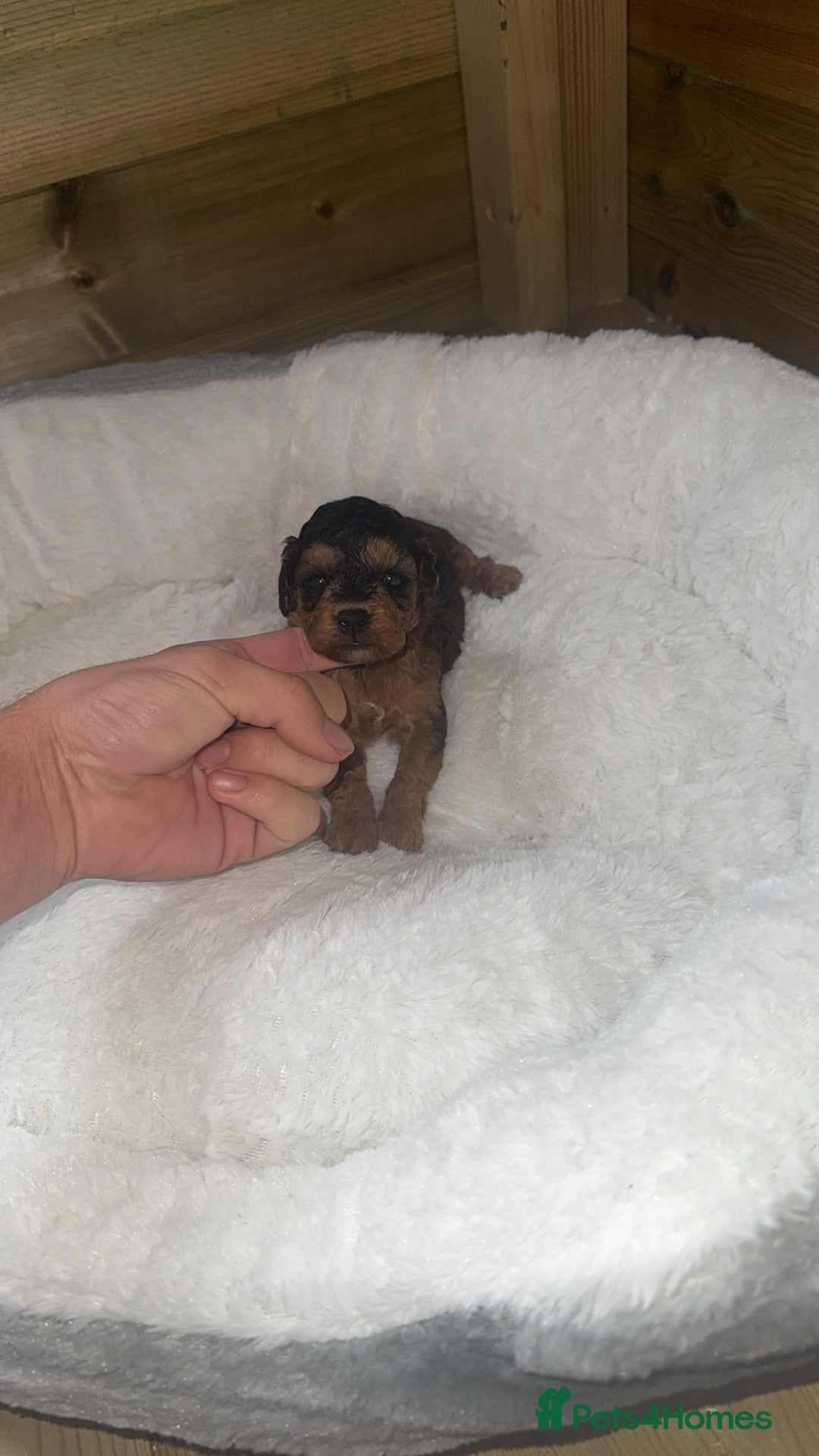 Cockapoo dogs for sale: Toy miniature cockapoo puppy’s  - Image 10