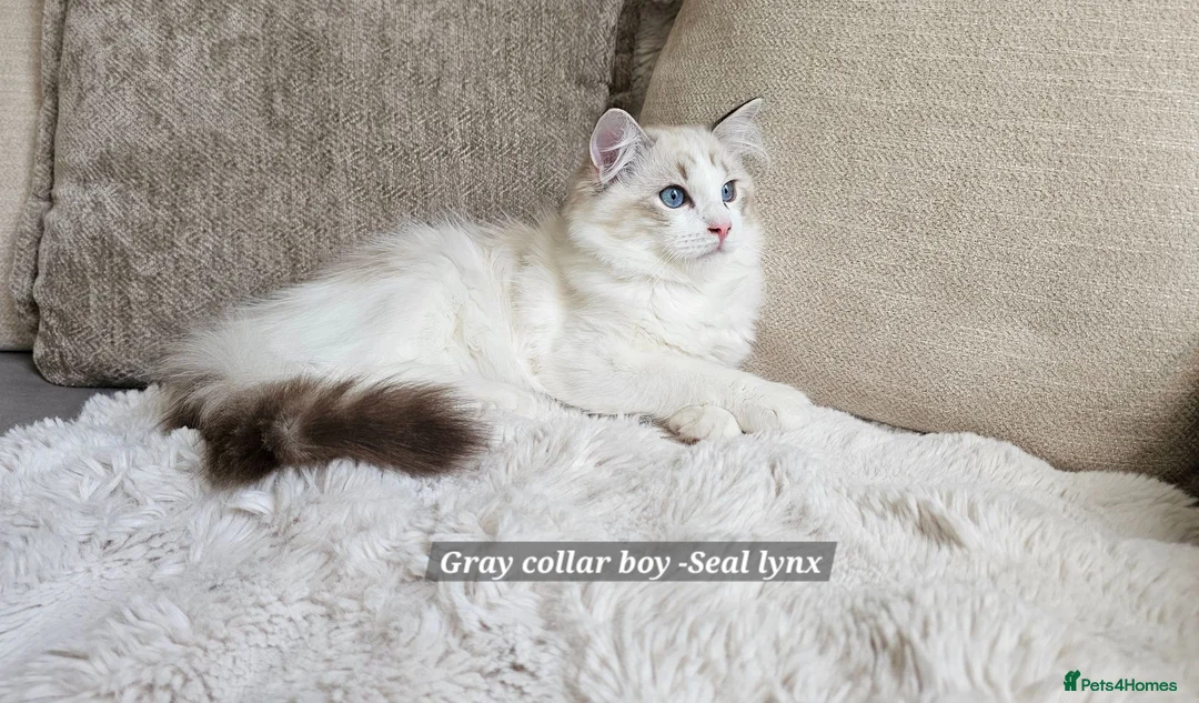 Ragdoll cats for sale: RAGDOLLS BOYS ONLY 2 LEFT - Advert 2