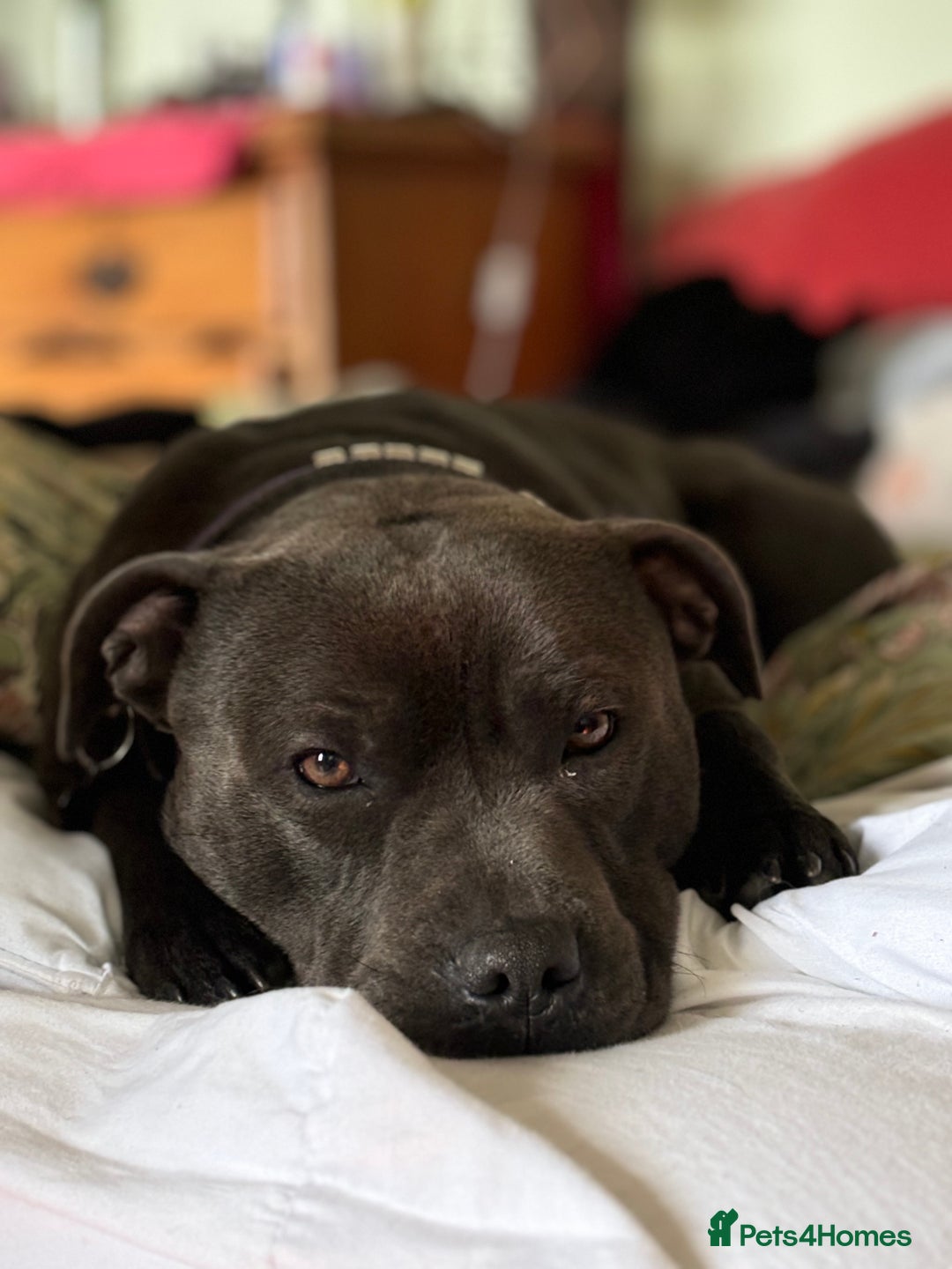 Staffordshire Bull Terrier dogs for stud: Beautiful healthy pedigree stud  - Advert 6