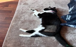 British Shorthair cats for sale: 1 year old female cat  - Image 2