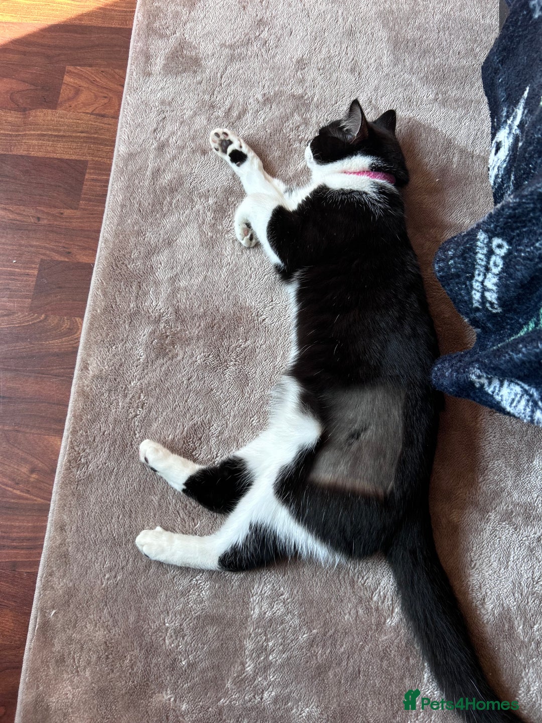 British Shorthair cats for sale: 1 year old female cat  - Image 2