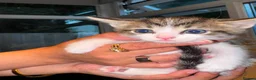 Mixed Breed cats for sale: Mixed breed kittens for sale in Leicester - Advert 3
