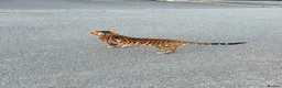 Bengal cats for stud: Bengal cat stud  in Manchester - Advert 6