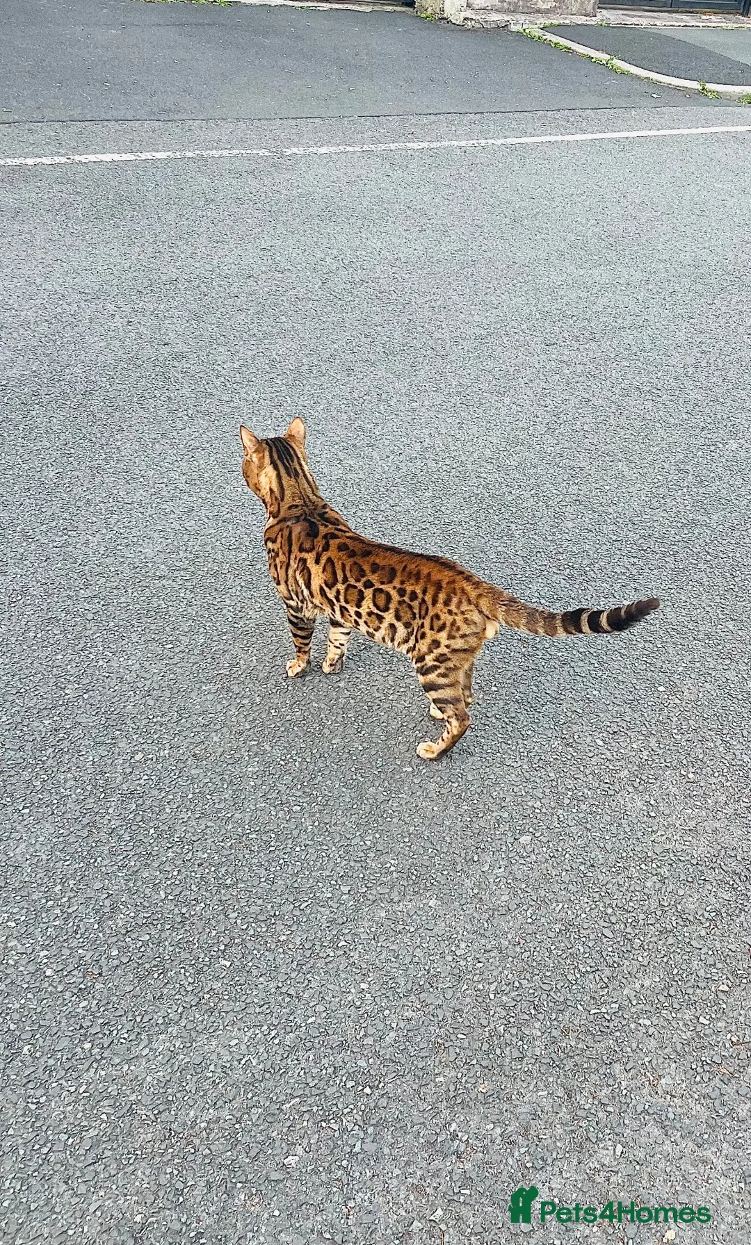 Bengal cats for stud: Bengal cat stud  in Manchester - Advert 6