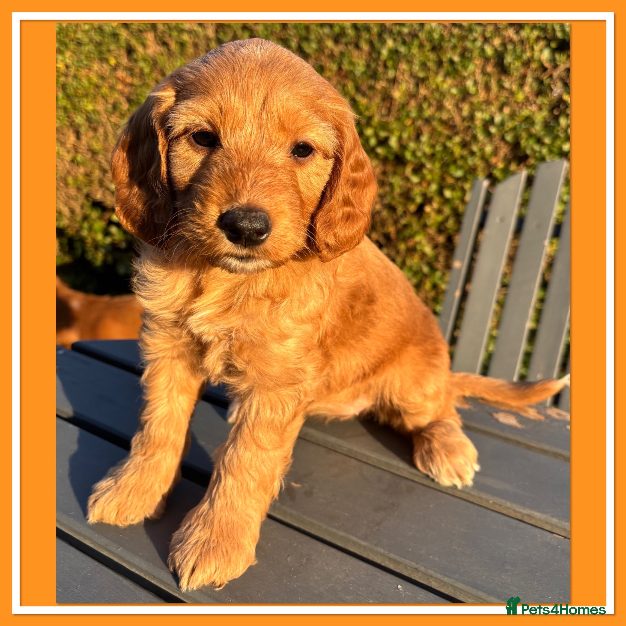 Cockapoo dogs Gorgeous Fox Red F1 Cookapoos  - Advert 12