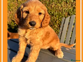 Cockapoo dogs Gorgeous Fox Red F1 Cookapoos - Advert 12