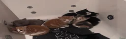 Mixed Breed cats for sale: Kittens for sale  - Advert 2