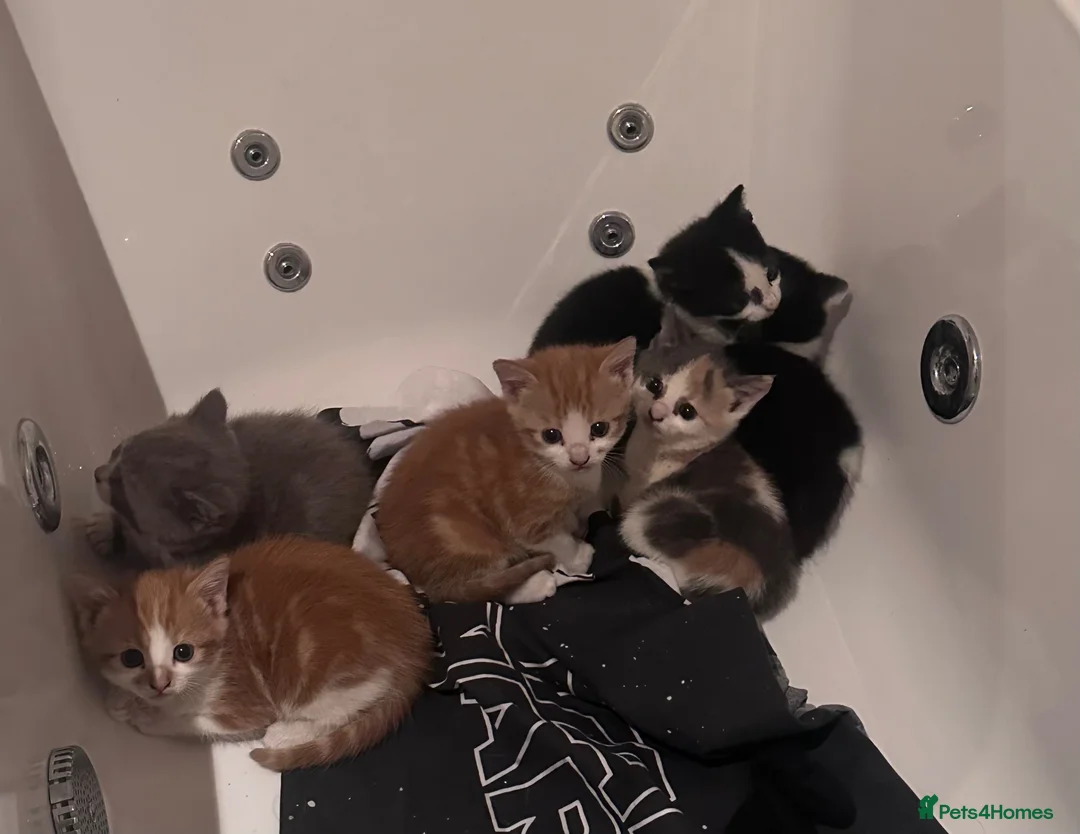Mixed Breed cats for sale: Kittens for sale  - Advert 2