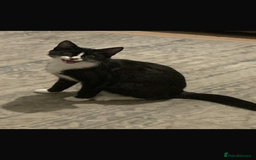 Domestic Shorthair cats for sale: 6 month old kitten for sale  - Advert 2