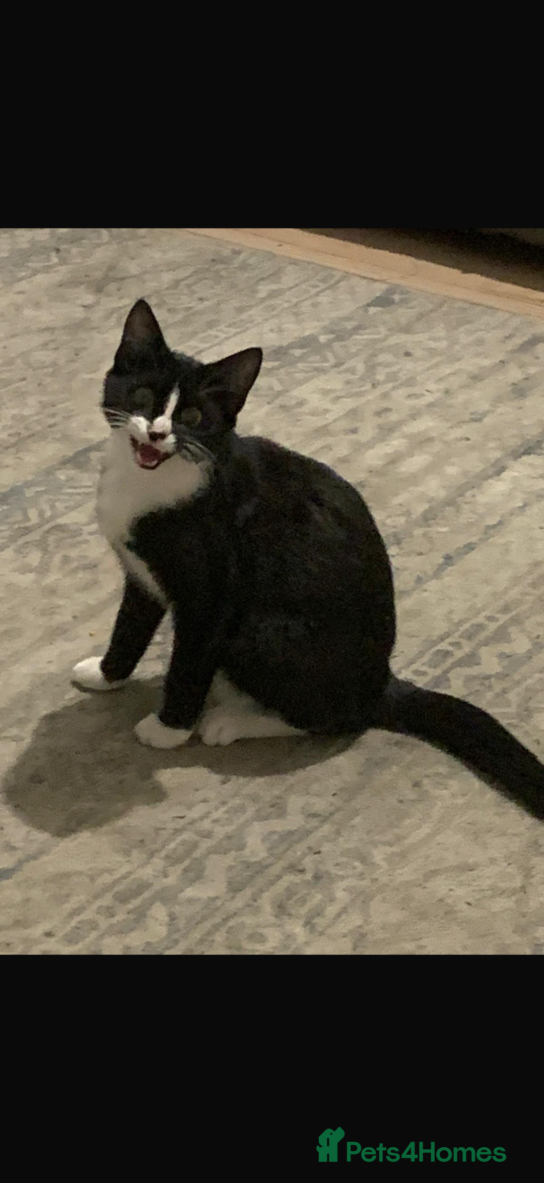 Domestic Shorthair cats for sale: 6 month old kitten for sale  - Advert 2