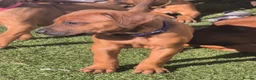 Rhodesian Ridgeback dogs for sale: 4x FEMALE RHODESIAN RIDGEBACK PUPS!! - Advert 28