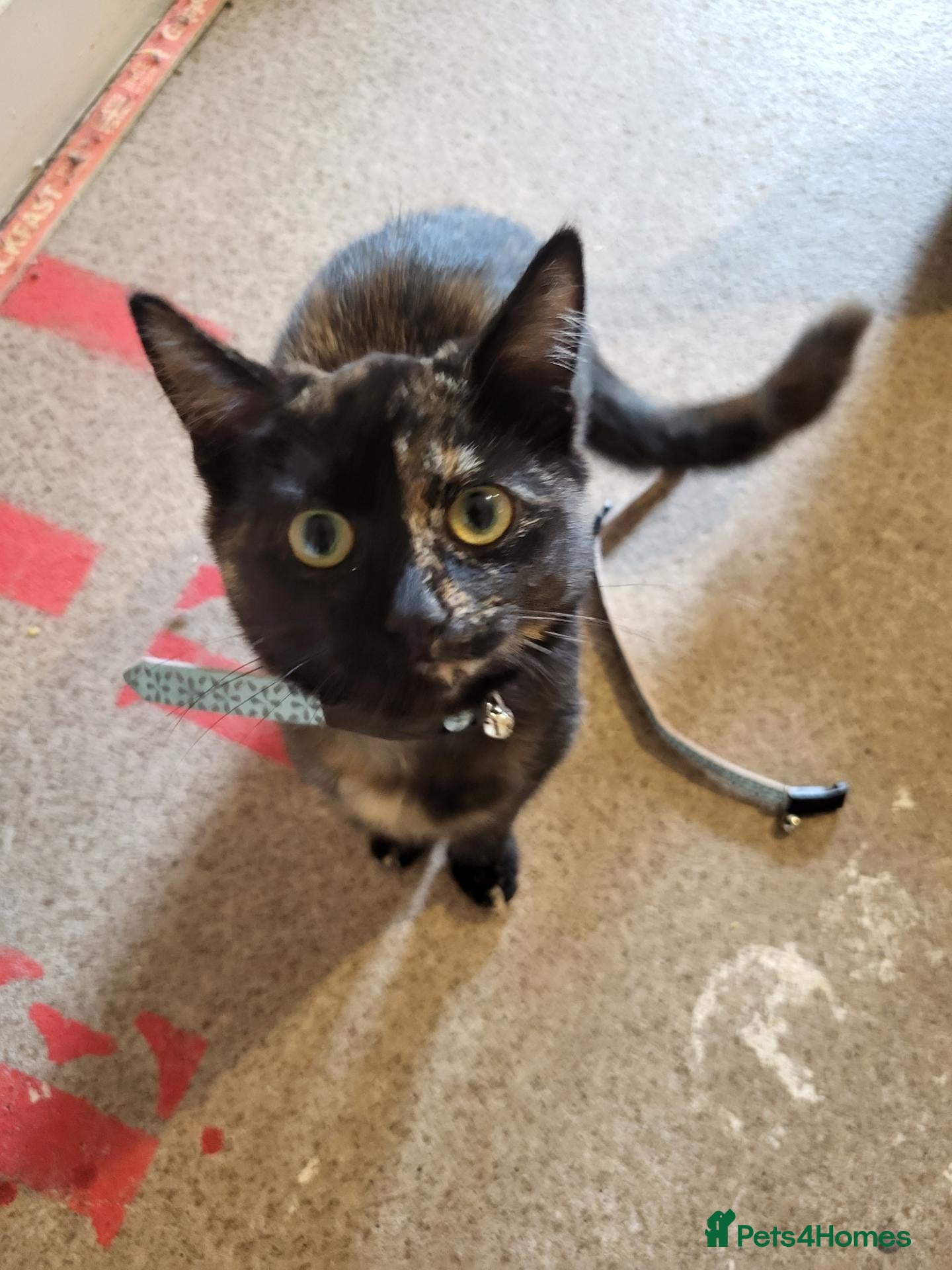 Mixed Breed cats 6 Month Female Kitten - Advert 15