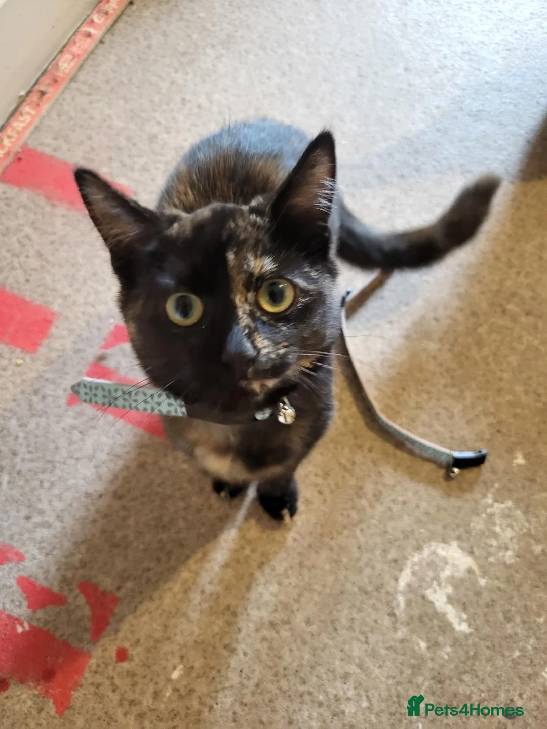 Mixed Breed cats for sale: 6 Month Female Kitten in Barry - Advert 1