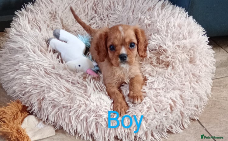 Cavalier King Charles Spaniel dogs - Advert 2