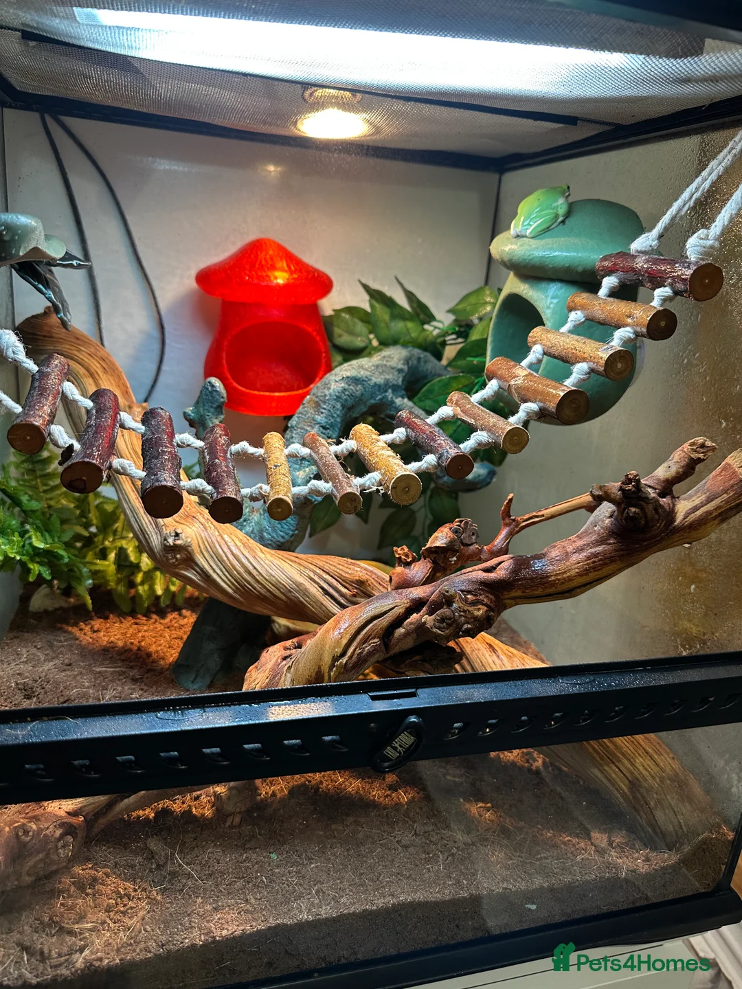 Frog reptiles for sale: American Green Tree Frog With Enclosure  - Advert 6