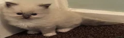 Ragdoll cats for sale: Beautiful Pedigree Ragdoll Kittens  - Advert 11
