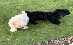 Cockapoo dogs for sale: 3 fluffy miniature cockpoo puppy’s  - Image 21