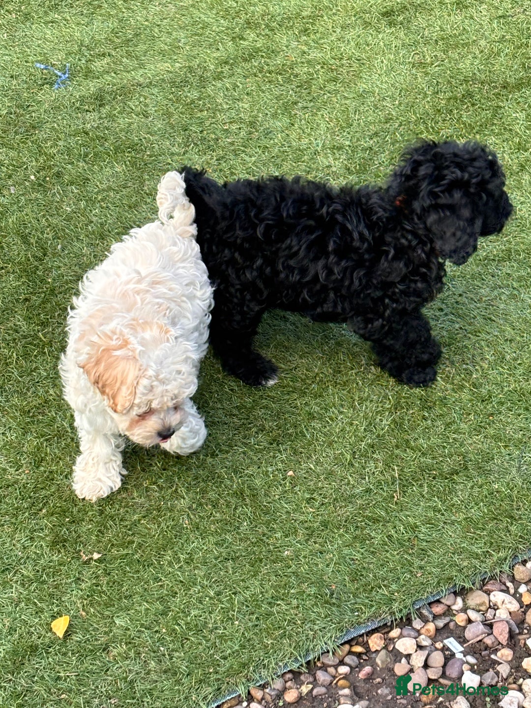 Cockapoo dogs for sale: 3 fluffy miniature cockpoo puppy’s  - Image 21
