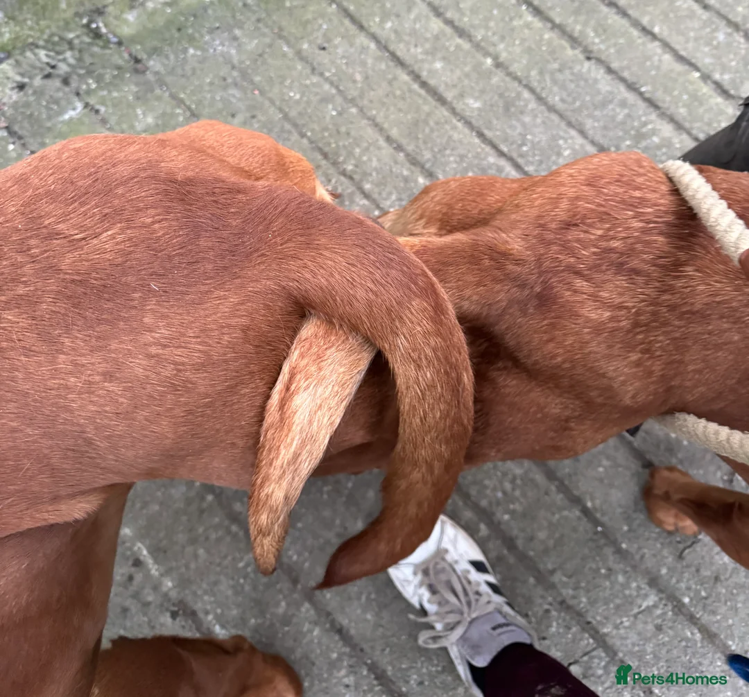 Labrador Retriever dogs for stud: Perfect 0/0 Hips & Elbows Dark Fox Red Labrador ⭐️ - Advert 29