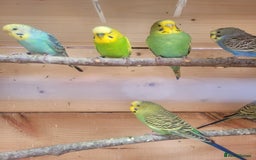 Budgerigars birds for sale: Lovely young budgies for sale Various colours  - Image 2