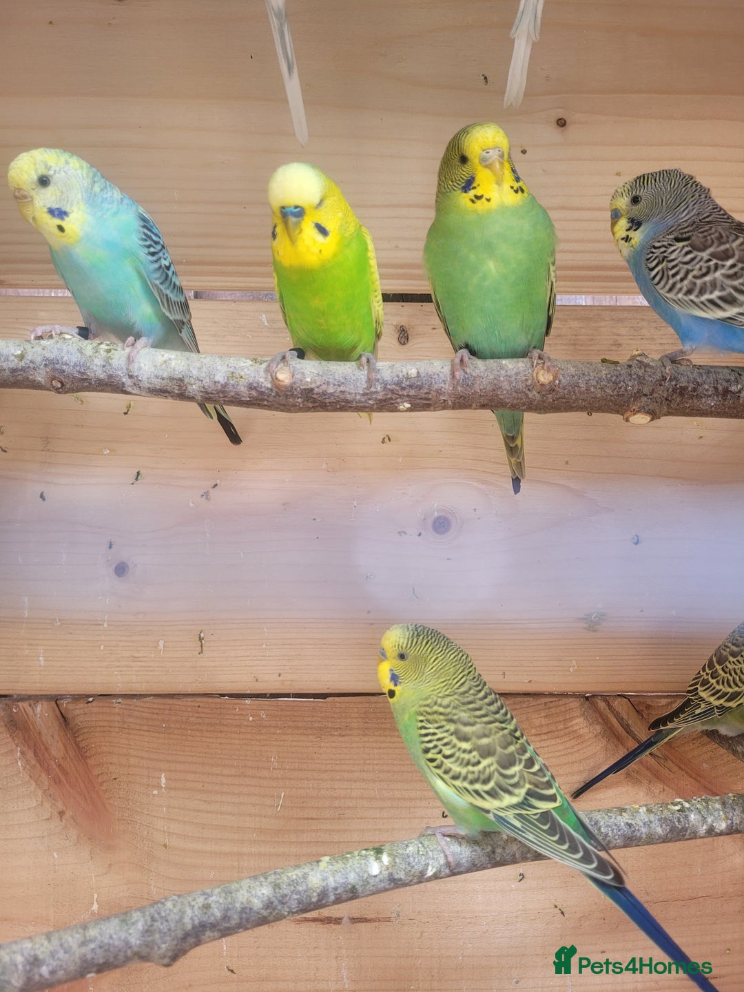 Budgerigars birds for sale: Lovely young budgies for sale Various colours  - Image 2