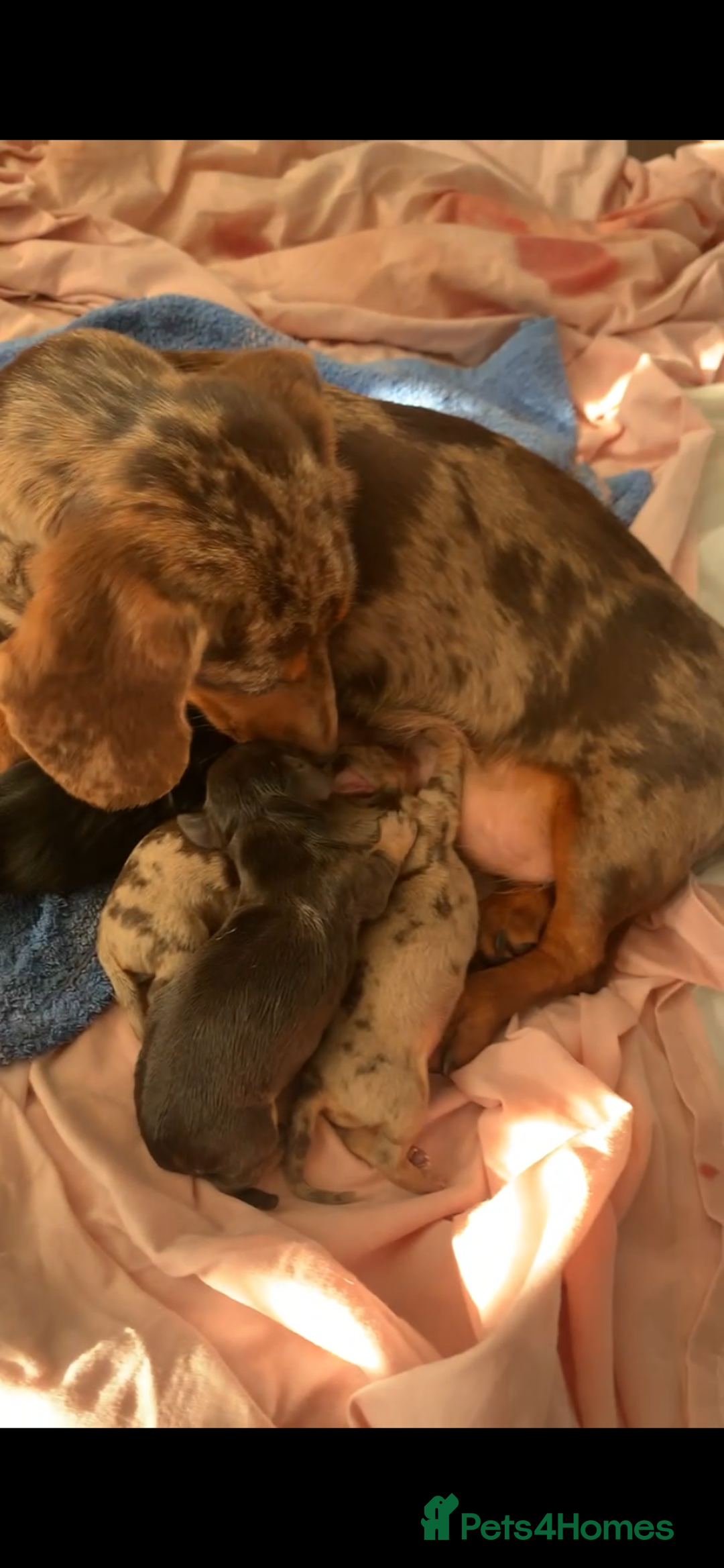 Miniature Dachshund dogs for sale: ⭐ OUTSTANDING MINI DACSHUND PUPS ⭐️ - Advert 11