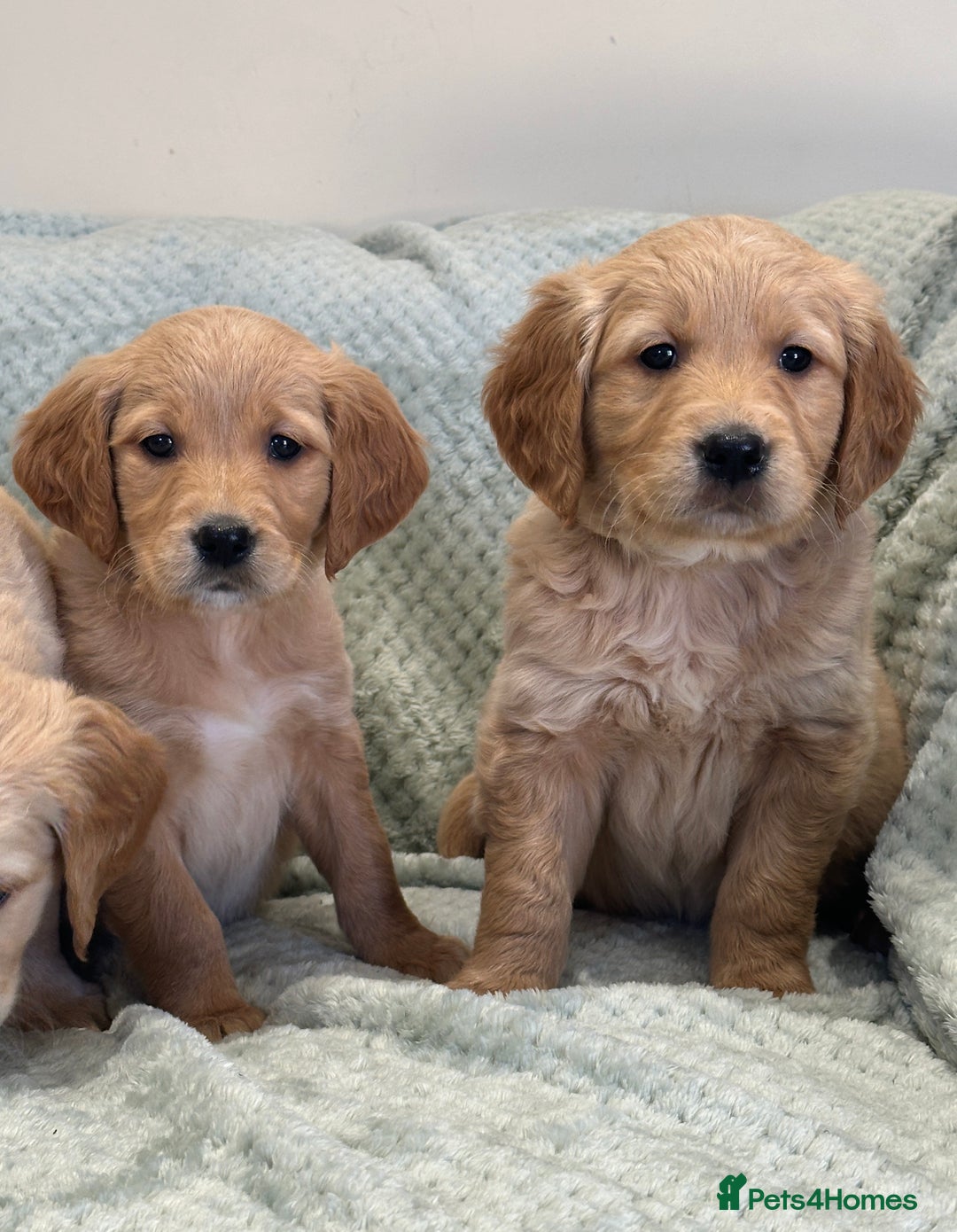 Golden Retriever dogs for sale: Quality litter of KC reg Golden Retriever Puppies  - Advert 9