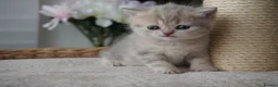Munchkin cats for sale: ⚜️Rare munchkins⚜️ - Advert 4