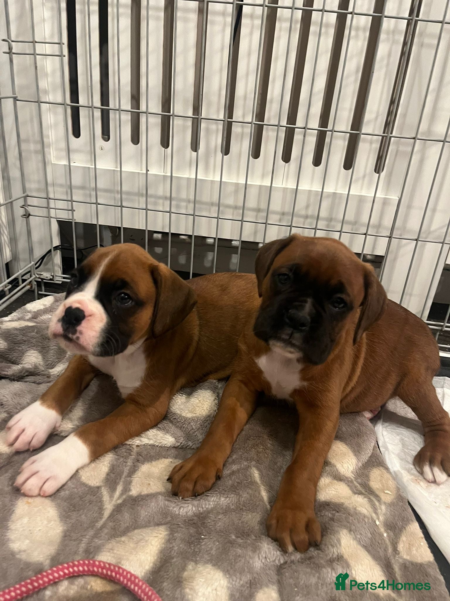 Boxer dogs Stunning boxer puppies for sale - Advert 1