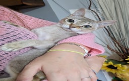 Singapura cats for sale: Singapura girl  - Image 2