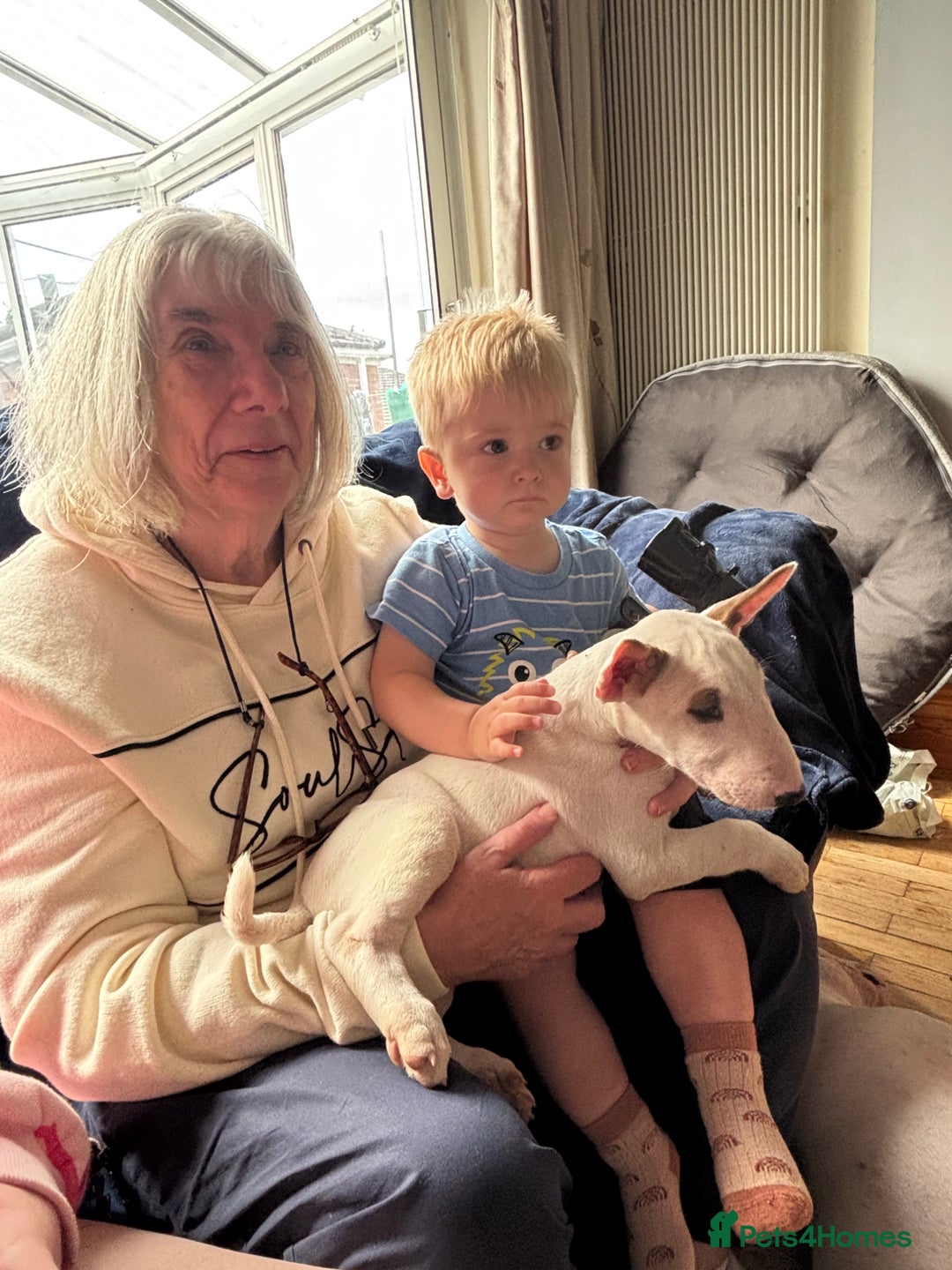 English Bull Terrier dogs for sale: English bull terrier puppies  - Image 9