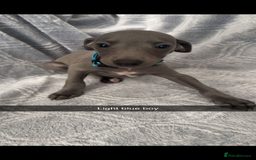 Mixed Breed dogs for sale: 7 beautiful wiggys! - Image 2