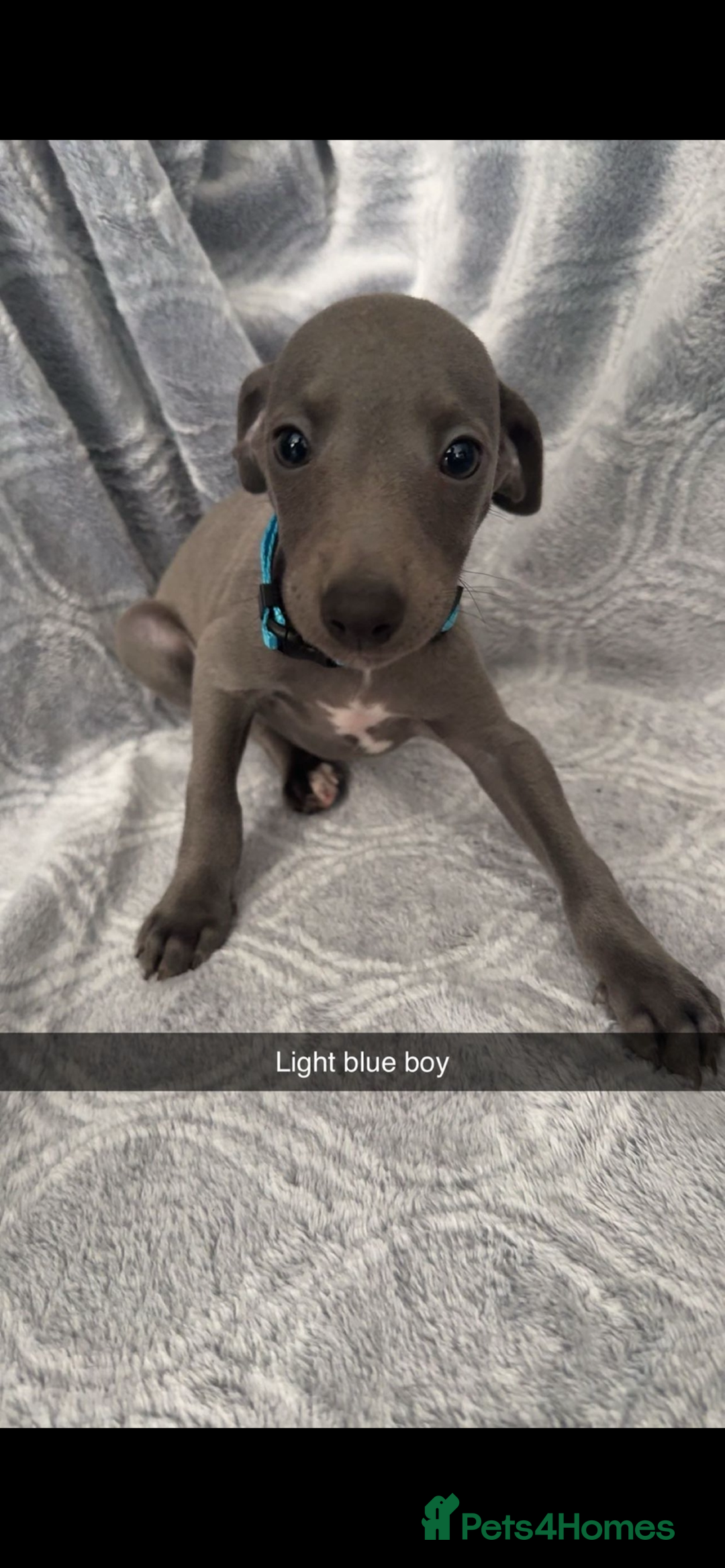Mixed Breed dogs for sale: 7 beautiful wiggys! - Image 2