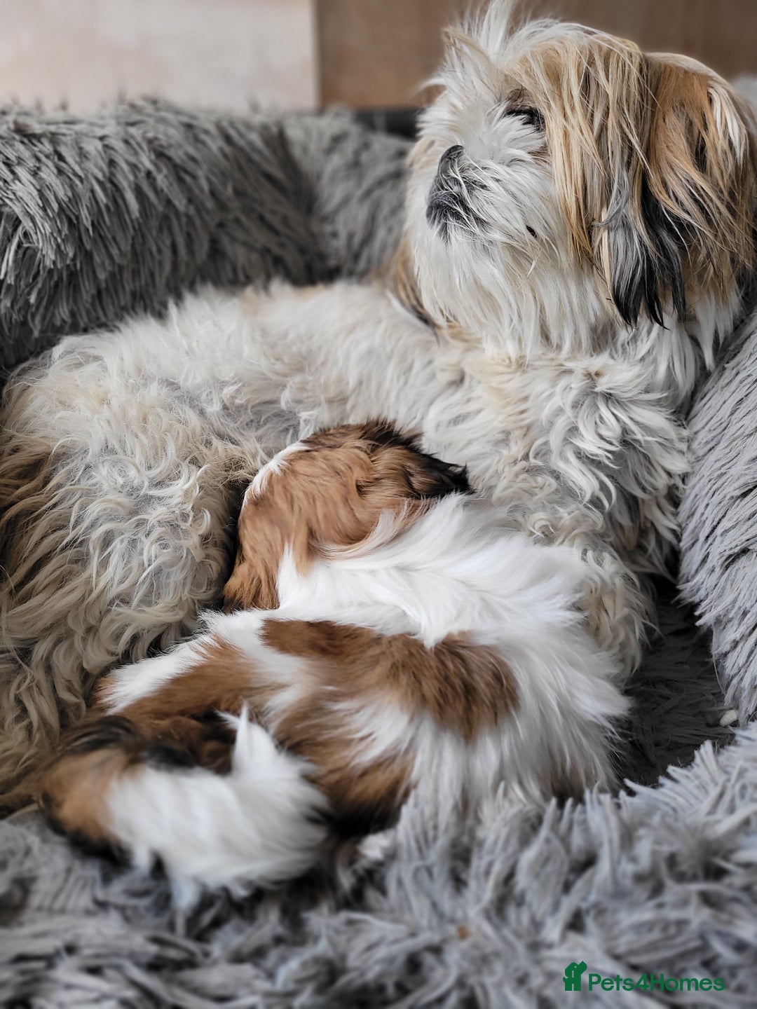 Shih Tzu dogs for sale: Lovely, most adorable, cutest puppy in town - Image 11