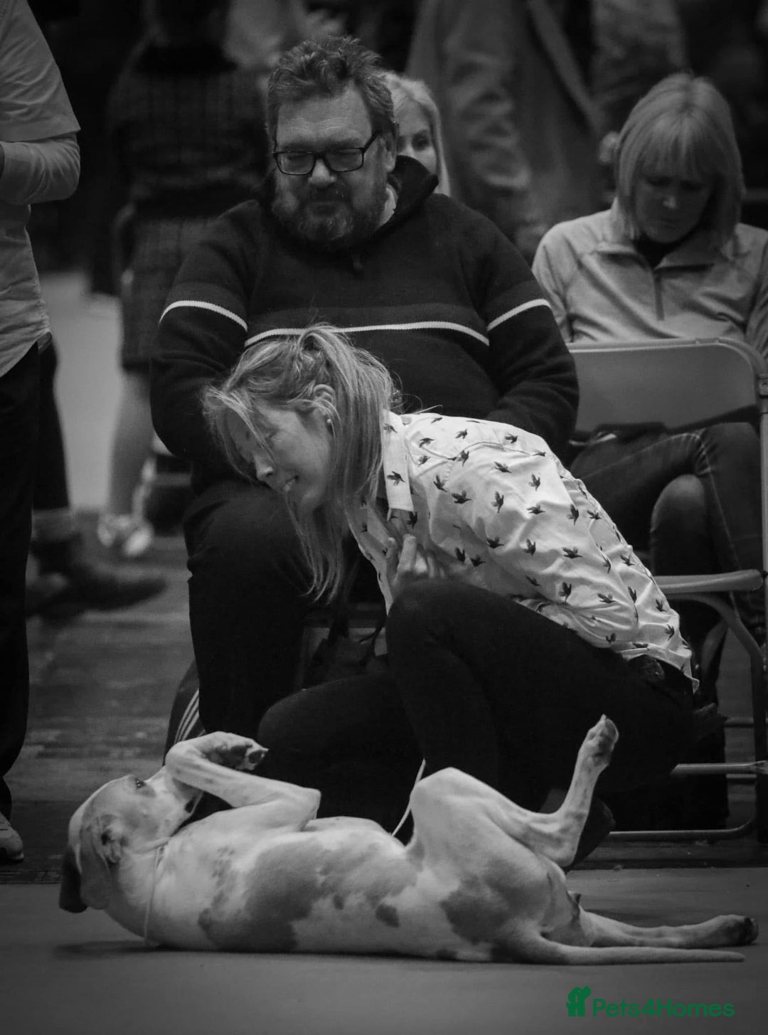 Pointer dogs for sale: Beautiful Pointer Puppies - Advert 10